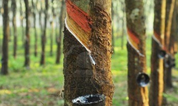 Giá cao su hôm nay 1/9: Thế giới tăng mạnh