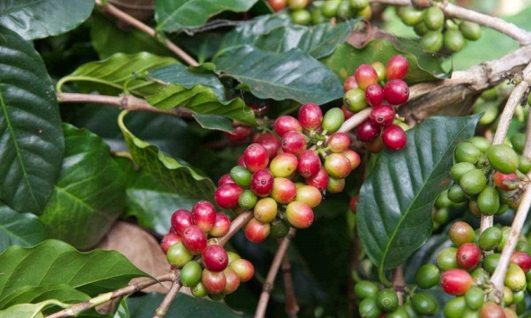 Giá cà phê hôm nay 1/9: Cao nhất 66.700 đồng/kg