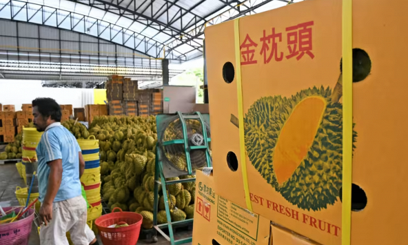 El Nino và những tác động đến xuất khẩu sầu riêng Thái Lan