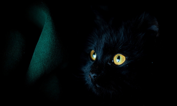 Tại sao mèo thức dậy vào ban đêm?