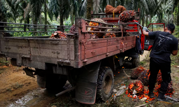 Indonesia, Malaysia thúc đẩy nhiên liệu sinh học để bù đắp sự suy giảm giá dầu cọ