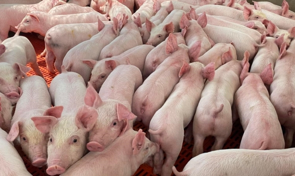 Giá heo hơi 5/9: Duy trì quanh mức 56.000 - 58.000 đồng/kg