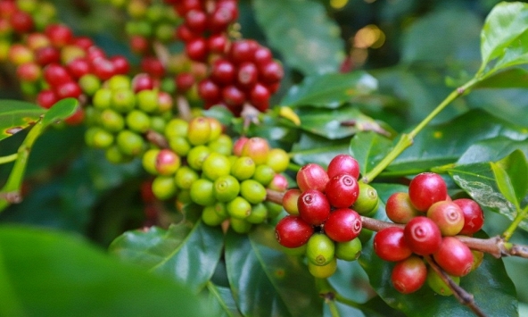 Giá cà phê hôm nay 5/9: Tăng nhẹ 100 đồng/kg