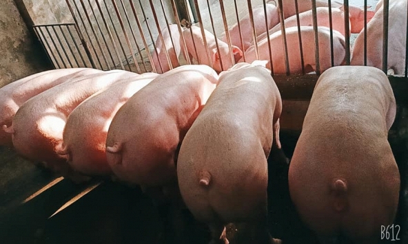 Giá heo hơi hôm nay 6/9: Các công ty tăng giá heo thịt