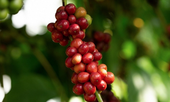 Giá cà phê hôm nay 6/9: Không có nhiều biến động