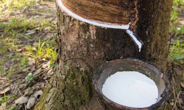 Giá cao su hôm nay 6/9: Đồng loạt tăng