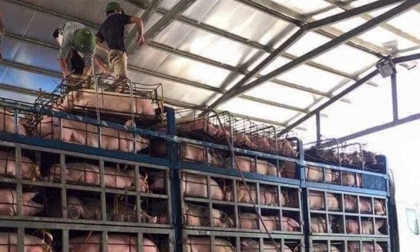 Giá heo hơi 7/9: Bắt đầu tăng mạnh