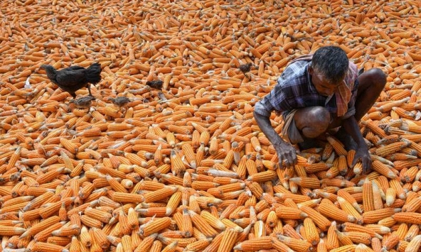 Giá lương thực thế giới trong tháng 8 thấp nhất kể từ tháng 3/2022