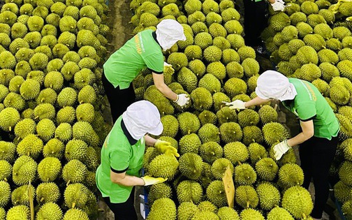 Đông Nam Á kiếm bộn tiền nhờ nhu cầu sầu riêng của Trung Quốc