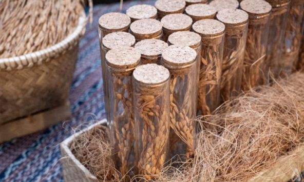 Hồi sinh những giống lúa sắp tuyệt chủng ở Indonesia trong bối cảnh khủng hoảng lương thực