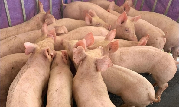 Giá heo hơi 11/9: Có thể lấy lại đà tăng trong tuần này