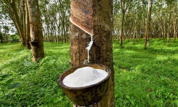 Giá cao su hôm nay 11/9: Biến động trái chiều