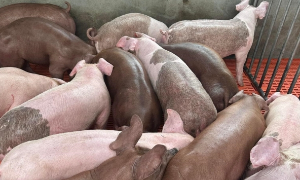 Giá heo hơi 13/9: Nguồn cung nhiều, thị trường ảm đạm