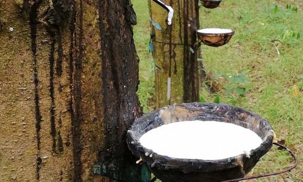 Giá cao su hôm nay 13/9: Thế giới giảm mạnh