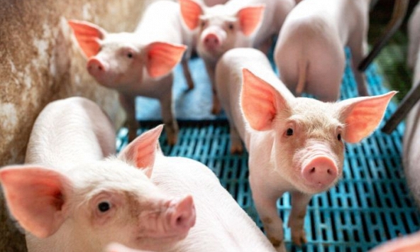 Giá heo hơi 14/9: Miền Bắc tiếp tục giảm