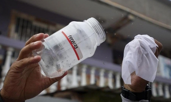 Nhân giống muỗi 'đặc biệt' để phòng chống sốt xuất huyết, hướng đi mới đầy triển vọng