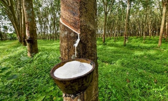 Giá cao su hôm nay 14/9: Giảm mạnh do nhu cầu yếu