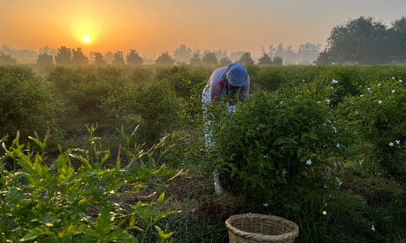 Ngôi làng Ai Cập nhỏ bé làm thơm cả thế giới với hương hoa nhài