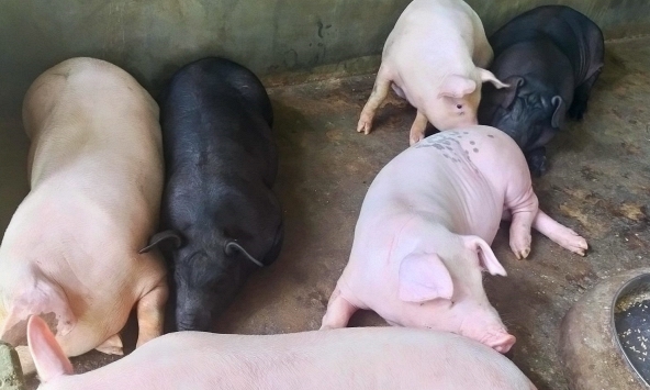 Giá heo hơi 14/9: Nguy cơ xuống dưới mức 55.000 đồng/kg