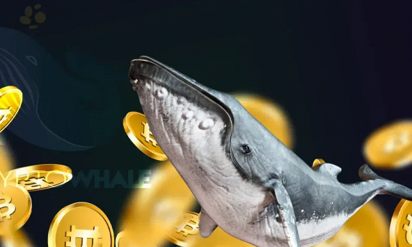 Top 3 loại tiền điện tử cá voi đang tích lũy nhiều nhất