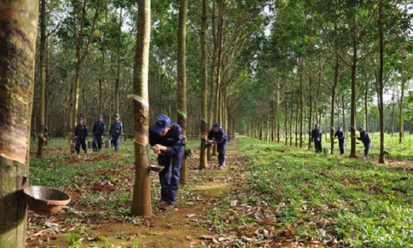 Giá cao su hôm nay 15/9: Thế giới tăng mạnh