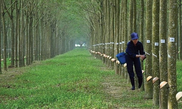 Giá cao su hôm nay 16/9: Tăng trên sàn Thượng Hải