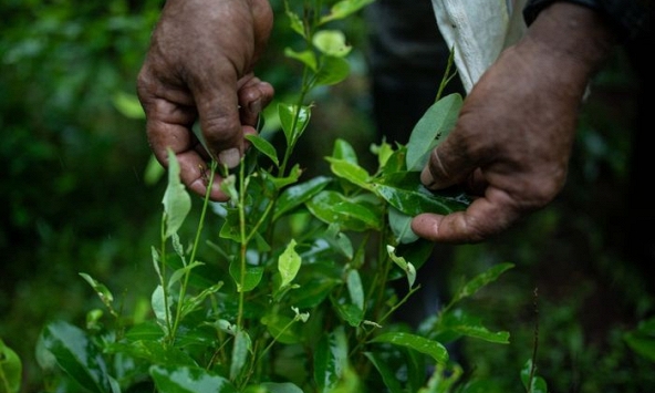 Sản lượng cocaine của Colombia tăng kỷ lục