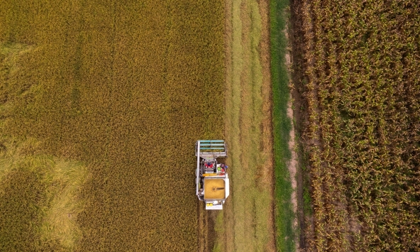 Giá gạo tăng vọt và hy vọng cho khoản nợ của nông dân Thái Lan