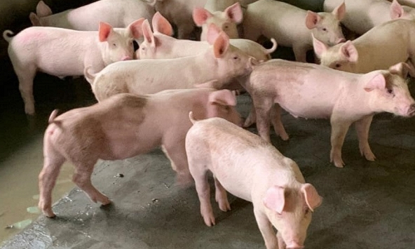 Giá heo hơi 19/9: Ba miền giữ ở mức 55.000 – 57.000 đồng/kg