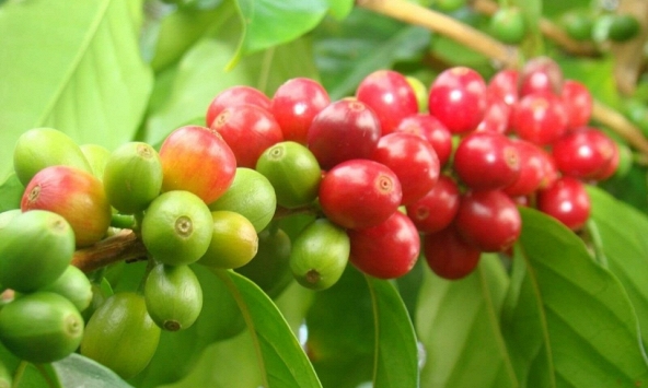 Giá cà phê hôm nay 18/9: Vượt mức 68.000 đồng/kg