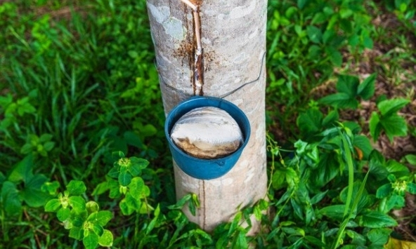 Giá cao su hôm nay 18/9: Biến động trái chiều