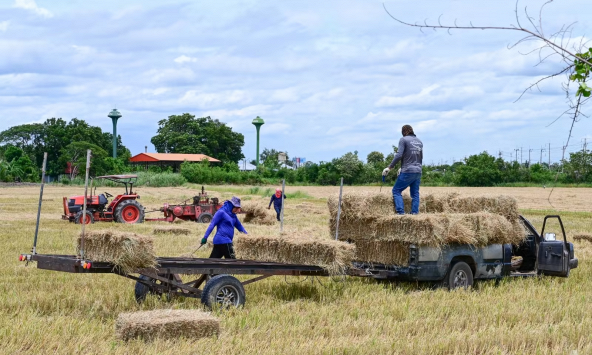 Nông dân Việt Nam, Thái Lan vừa mừng vừa lo khi giá lúa gạo toàn cầu tăng