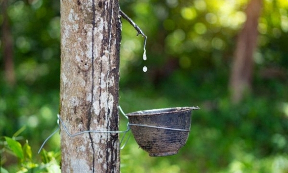 Giá cao su hôm nay 19/9: Biến động trái chiều tại sàn châu Á