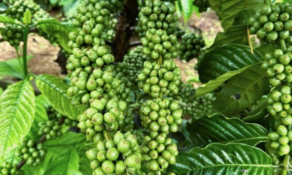 Giá cà phê hôm nay 20/9: Cao nhất 68.100 đồng/kg tại Đắk Nông