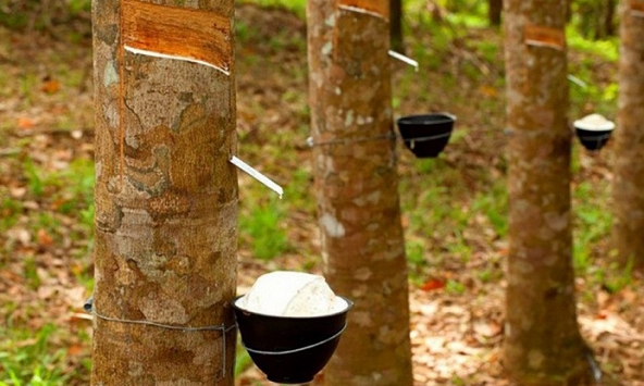 Giá cao su hôm nay 20/9: Tăng giảm trái chiều