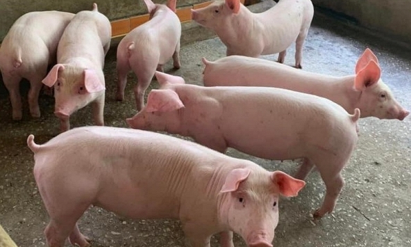 Giá heo hơi hôm nay 21/9: Giá heo chuyển biến tích cực