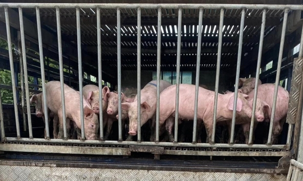 Giá heo hơi hôm nay 21/9: Doanh nghiệp lại giảm giá heo thịt