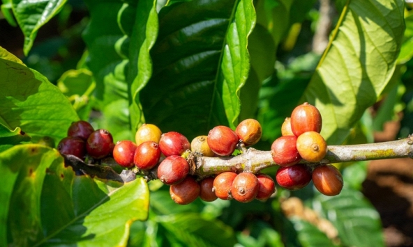 Giá cà phê hôm nay 22/9: Giảm 500 đồng/kg