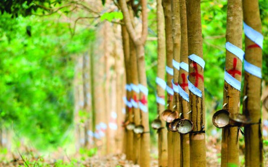 Giá cao su hôm nay 22/9: Biến động trái chiều