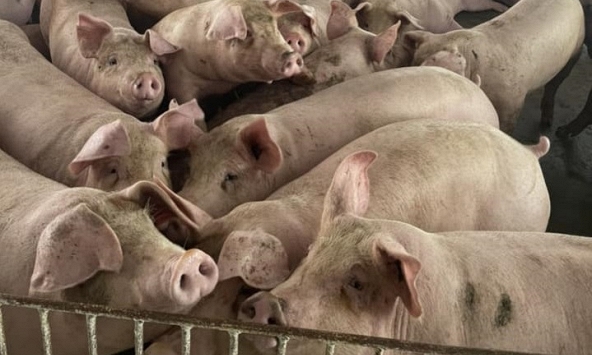 Giá heo hơi hôm nay 23/9: Người nuôi vẫn bán tháo, giá heo khó tăng
