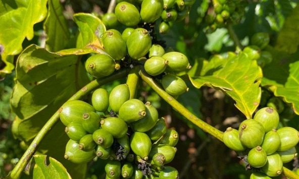 Giá cà phê hôm nay 23/9: Tiếp tục giảm