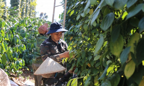 Giá tiêu hôm nay 25/9: Tăng 500 đồng/kg tại Bà Rịa – Vũng Tàu