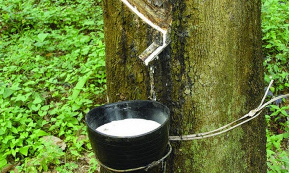 Giá cao su hôm nay 25/9: Tăng mạnh ở châu Á