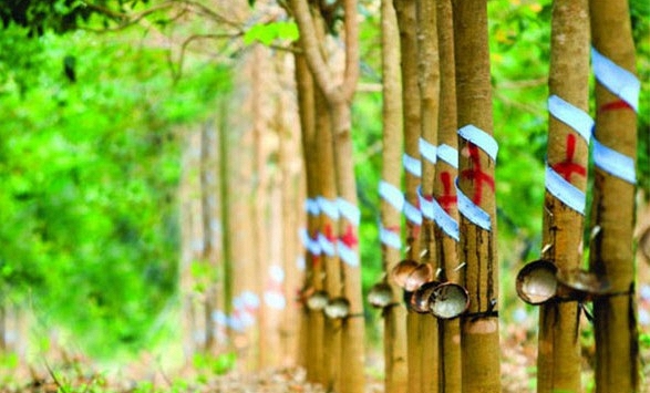Giá cao su hôm nay 26/9: Biến động trái chiều