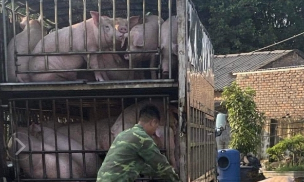 Giá heo hơi 28/9: Ba miền không còn chênh lệch