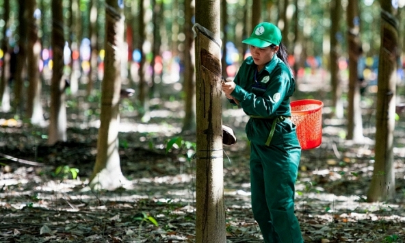 Giá cao su hôm nay 28/9: Vẫn biến động trái chiều