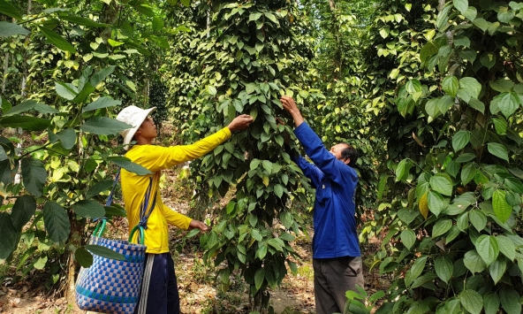 Giá tiêu hôm nay 29/9: Thị trường trong nước đi ngang