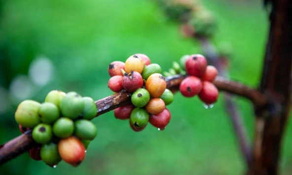 Giá cà phê hôm nay 29/9: Tăng nhẹ trở lại