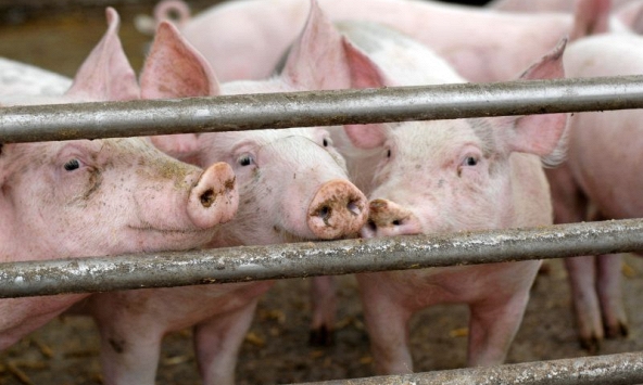 Giá heo hơi 29/9: Nguy cơ giảm thêm trong những ngày tới