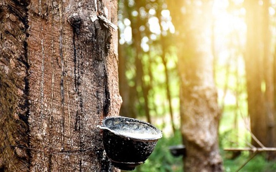 Giá cao su hôm nay 30/9: Tăng nhẹ